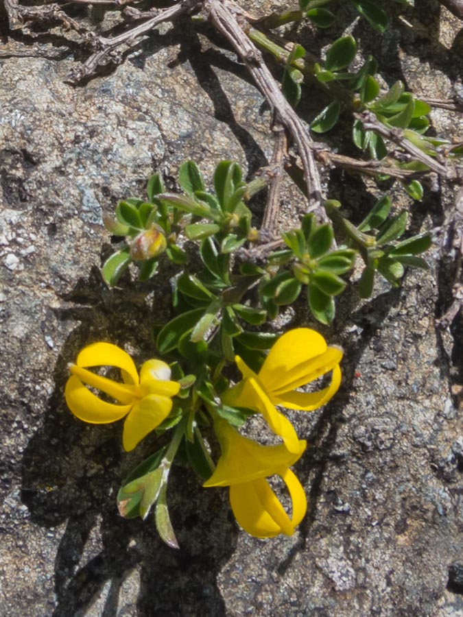 Fabacea in ofiolite - Genista pilosa